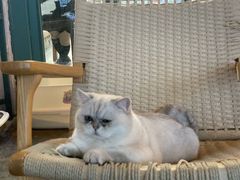 -喵屿·大理花园猫咖