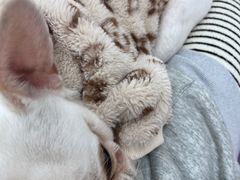 -怪兽屋·羊驼·猫咖·狗咖(俊华广场店)