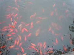 -兰剑驾校(汉阳校区)