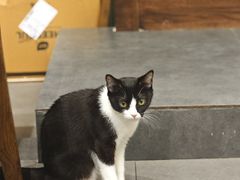 -原田新料理(1912店)