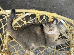 -喵屿·大理花园猫咖