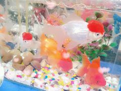 -曲阳花鸟市场(曲阳路店)