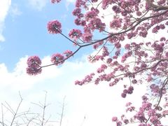-天适樱花悠乐园