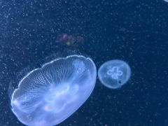 -太平洋海底世界