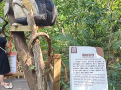 -霸王岭国家森林公园