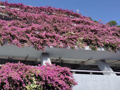 -深圳仙湖植物园