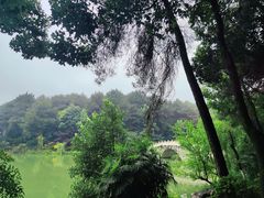 -铁山坪森林公园