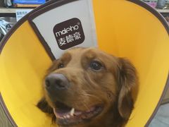 -帕帕拉兹宠物(亚洲旗舰店)