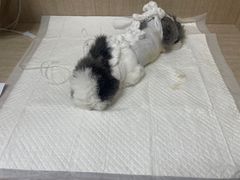 -北京观赏动物医院·24小时大型综合·猫专科·异宠专科