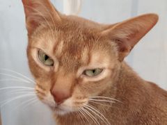 -猫小院猫主题咖啡厅(北锣店)