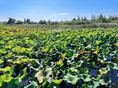 -泗洪洪泽湖湿地景区