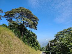 -黄埔油麻山森林公园