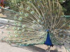 -西霞口神雕山野生动物世界