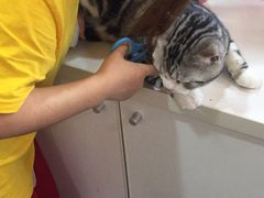 -十年猫舍·猫咪专门店(普陀店)