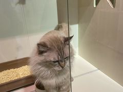 -70cat德文卷毛猫·缅因猫纯种猫舍