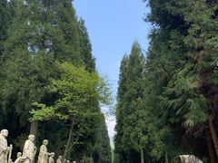 -武陵山森林公园