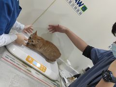 -佩兹宠物医院肿瘤专科·眼科·牙科(黄浦店)