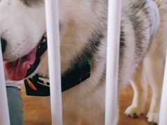 -Husky Go! 哈士奇体验馆·宠物咖啡厅狗咖