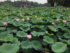 -荷塘月色湿地公园·向阳花洲