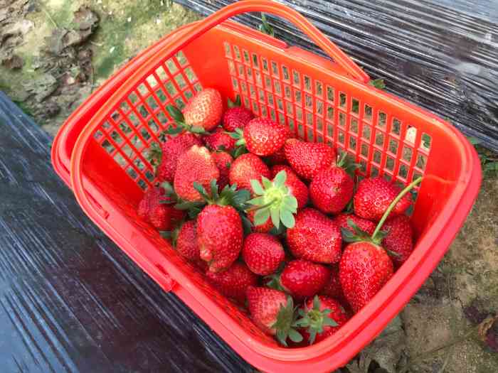 兴旺草莓园-"元旦节假日来的,人多地方大,就不会觉得没.