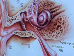 -自然之声助听器·呼吸机(康桥旗舰店)