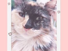 -藏猫猫咖啡主题馆(中央大道店)