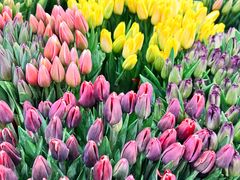 -东风国际花卉市场