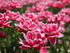 -北京国际鲜花港