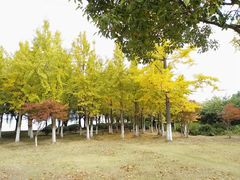 -漕湖湿地公园