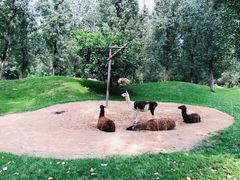 -北京野生动物园