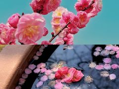 -花开海上生态园