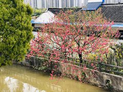 -南汇桃花村