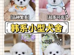 -萌宠之家·腊肠犬·马尔泰·小体犬舍