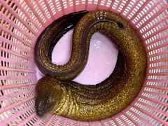 -农厨好味·温泉鹅·农家菜