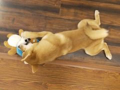 -豆柴町-柴犬主题狗咖(红鼎国际C座店)