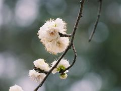 -青羊宫