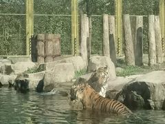 -上海野生动物园