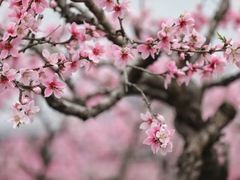 -桃花岛景观公园