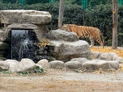 -上海野生动物园老虎餐厅