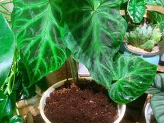 -Rabbit Cafe私房西餐甜点咖啡(栖霞路店)