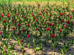 -长春公园(普阳街道)