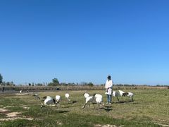 -盐城丹顶鹤湿地生态旅游区
