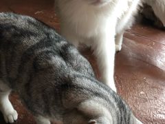 -猫猫幼稚园·撸猫·桌游·电玩