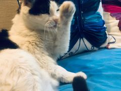 -Anne猫窝咖啡屋