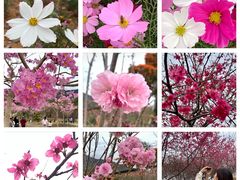 -天适樱花悠乐园