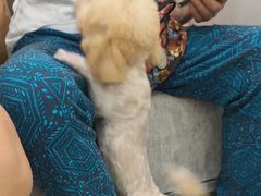 -安安宠医宠物医院·异宠·犬猫内科(岳阳分院)