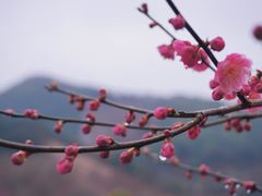 -新建村梅花