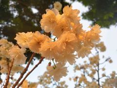 -天适樱花悠乐园