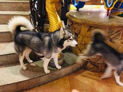 -more than meow吴止猫主题餐厅(承德 中船汇店)