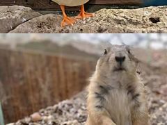 -海合安武汉极地海洋公园